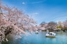 Inokashira Park
