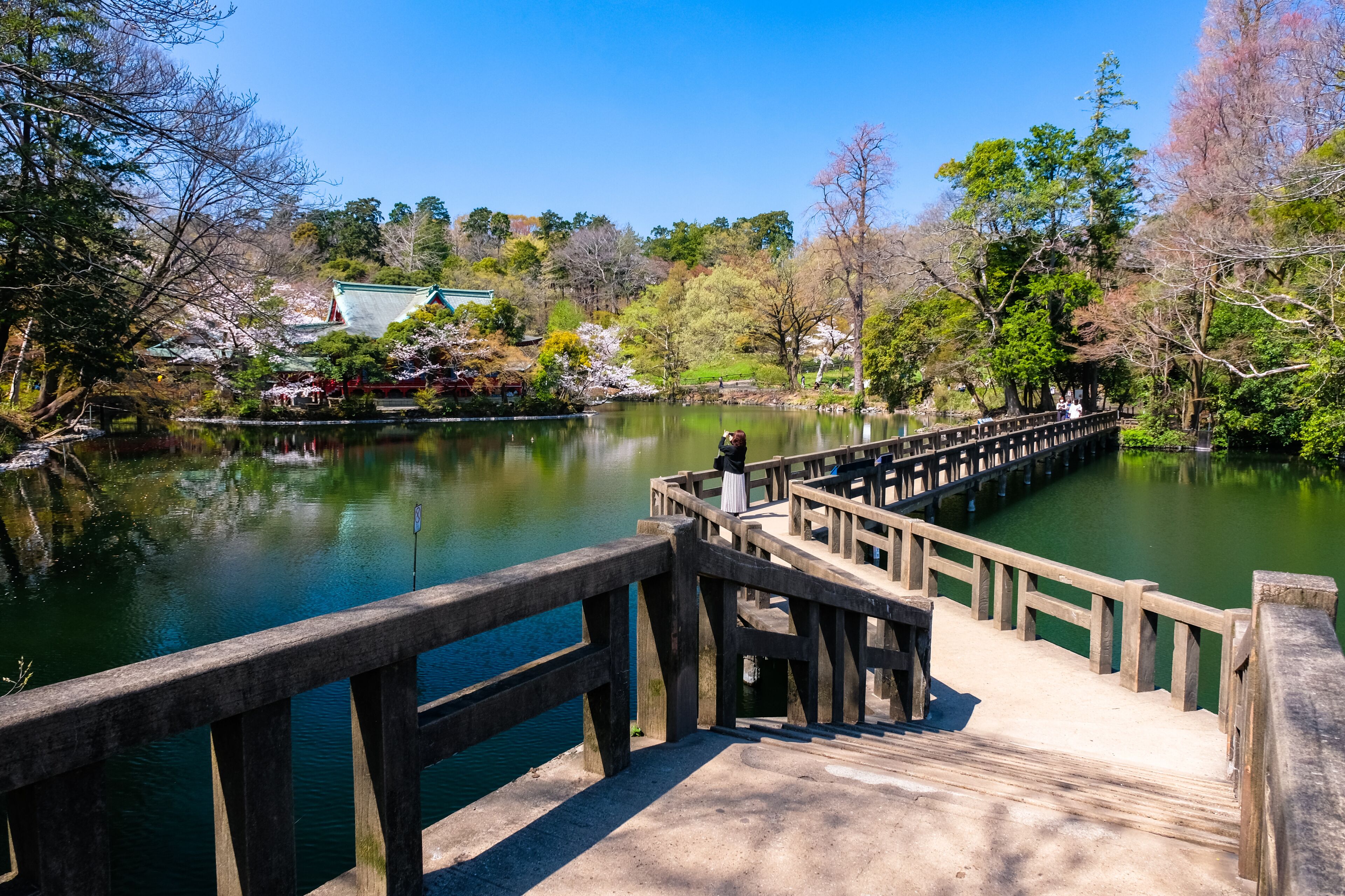 東京都 春の井の頭恩賜公園 弁天橋