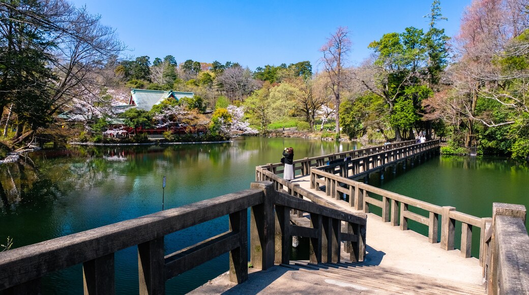 東京都 春の井の頭恩賜公園 弁天橋