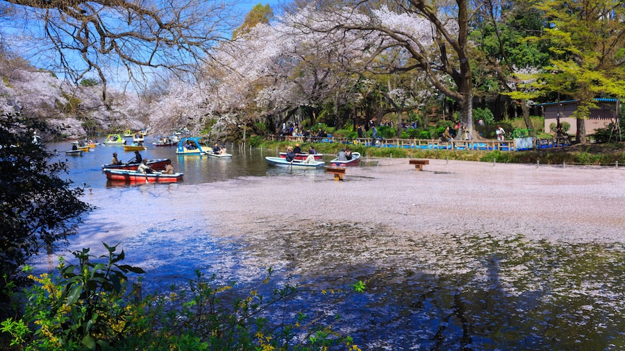 Cherry blossoms at the Inokashira Park in Tokyo