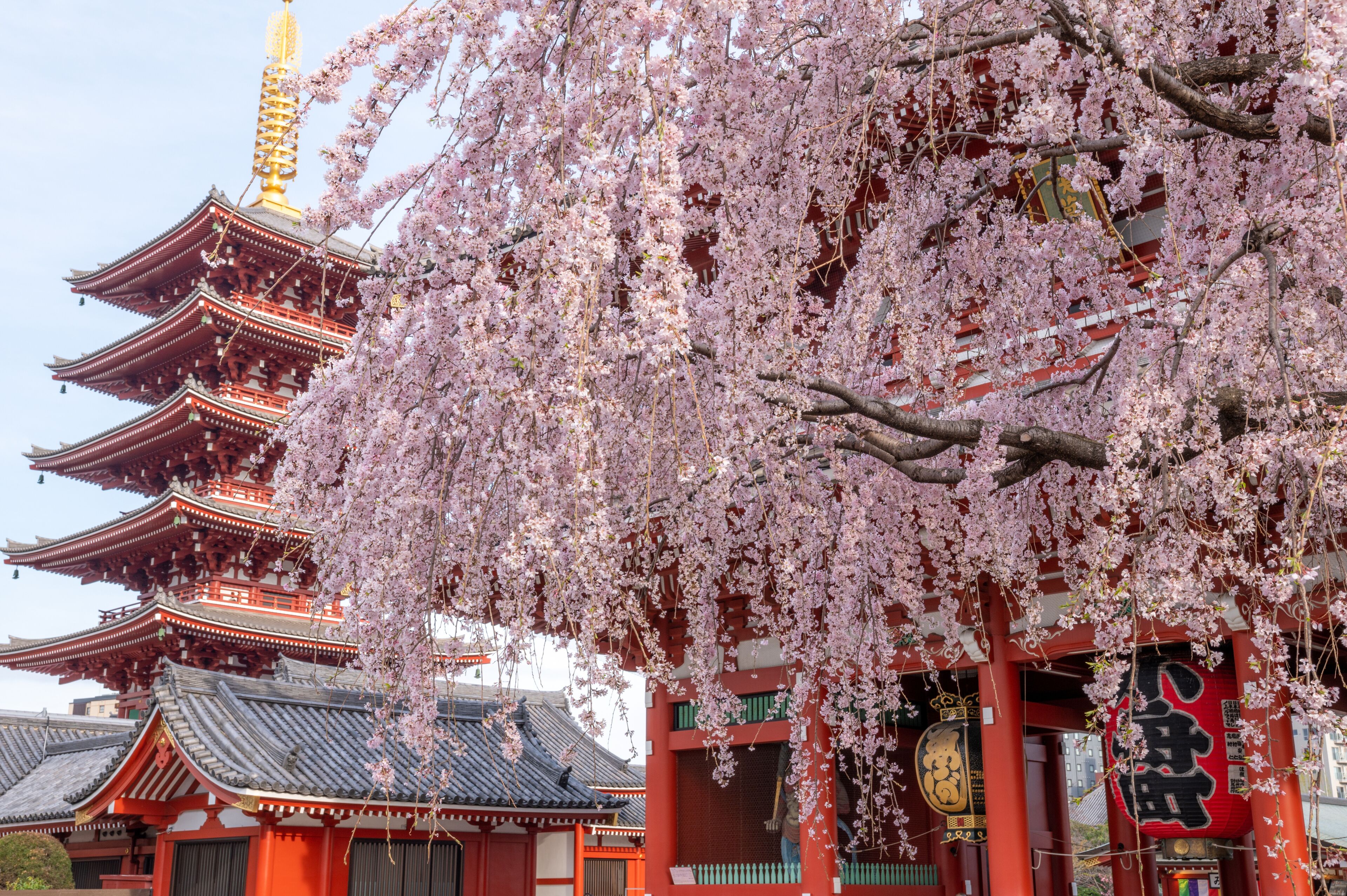 東京都台東区　浅草寺の枝垂れ桜