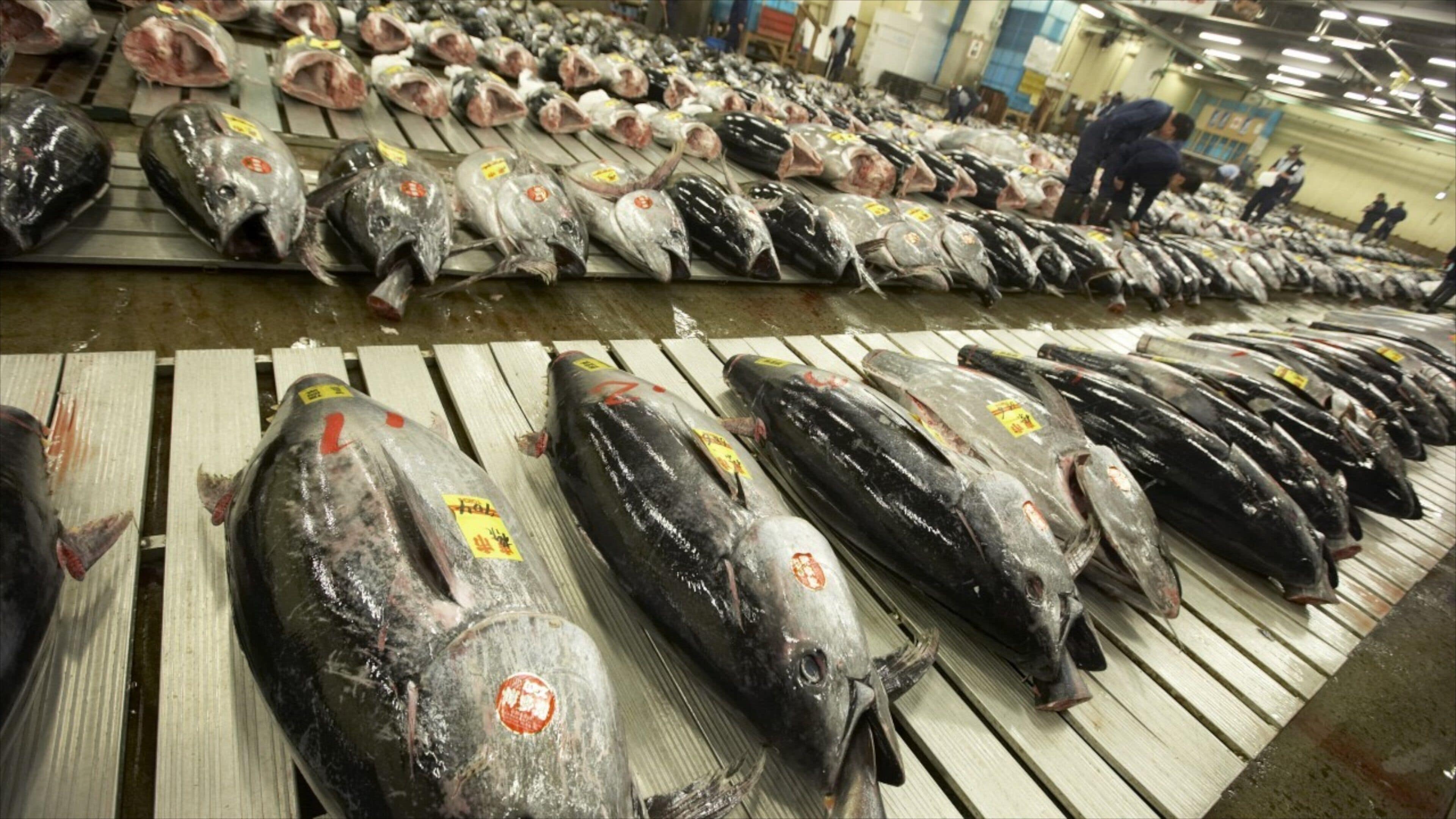 Toyosu Market featuring markets and interior views as well as a large group of people