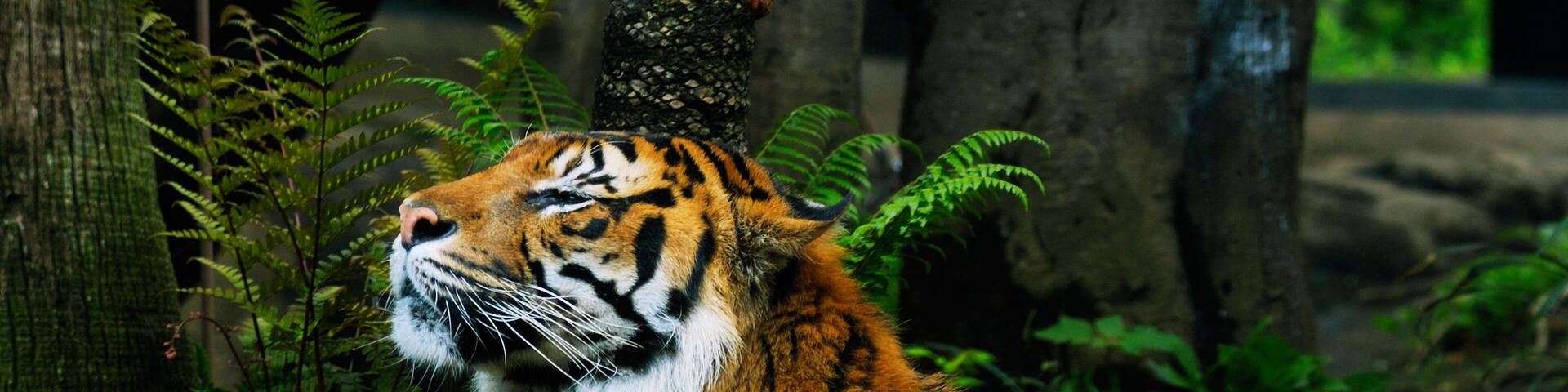 AGGYR7 tiger, Ueno Zoo, Tokyo, Japan