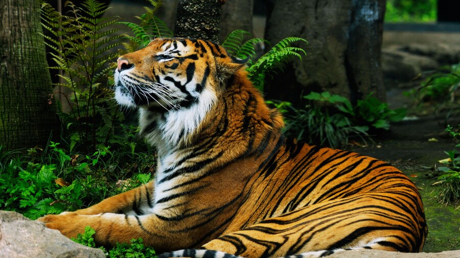 AGGYR7 tiger, Ueno Zoo, Tokyo, Japan