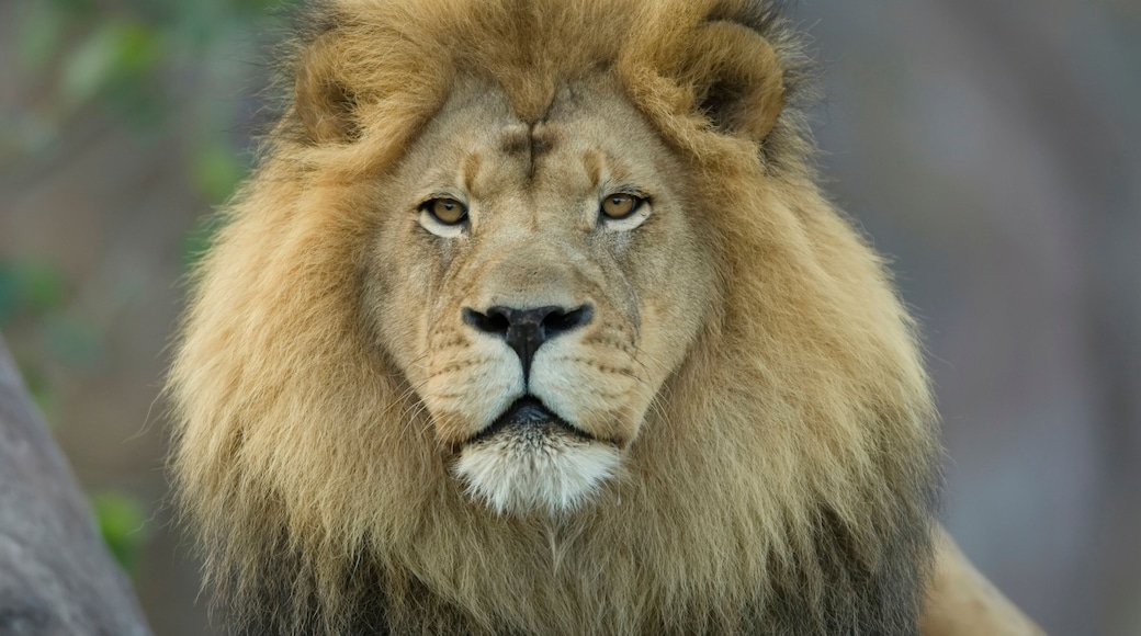 Portrait of an African lion (Panthera leo) at the Sedgwick County Zoo; Wichita, Kansas, United States of America