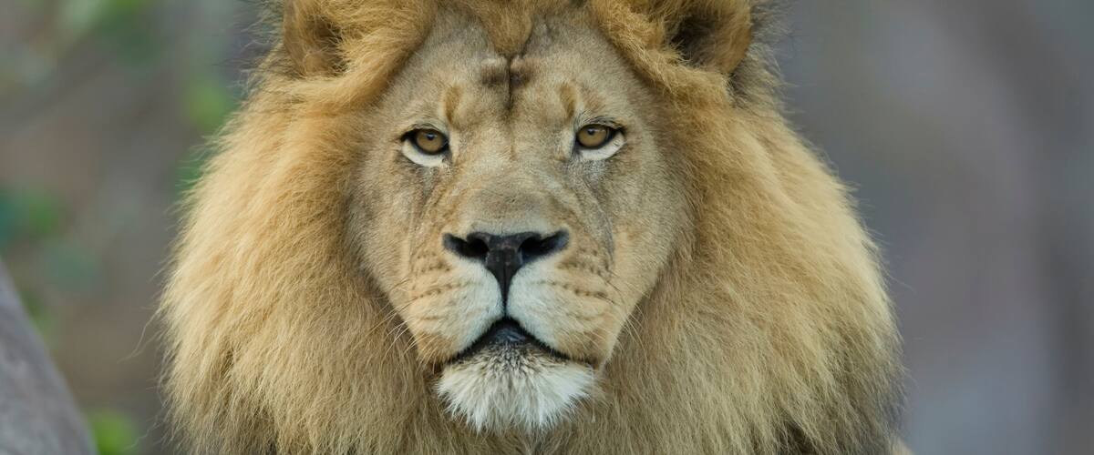 Portrait of an African lion (Panthera leo) at the Sedgwick County Zoo; Wichita, Kansas, United States of America