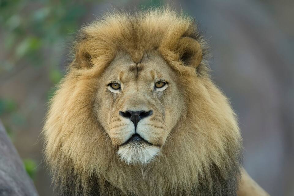 A close-up of a lion's face with a detailed mane.