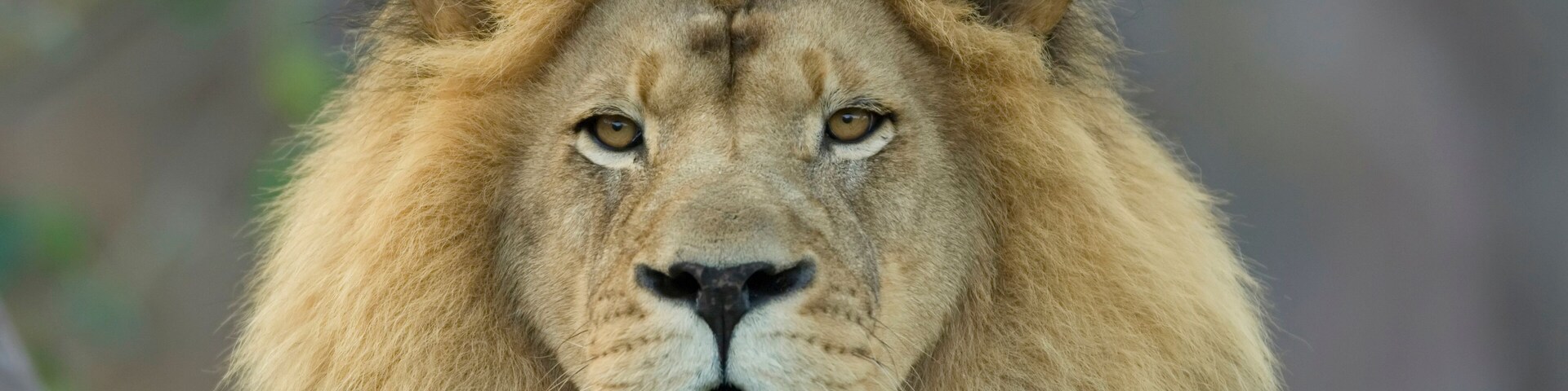 Portrait of an African lion (Panthera leo) at the Sedgwick County Zoo; Wichita, Kansas, United States of America
