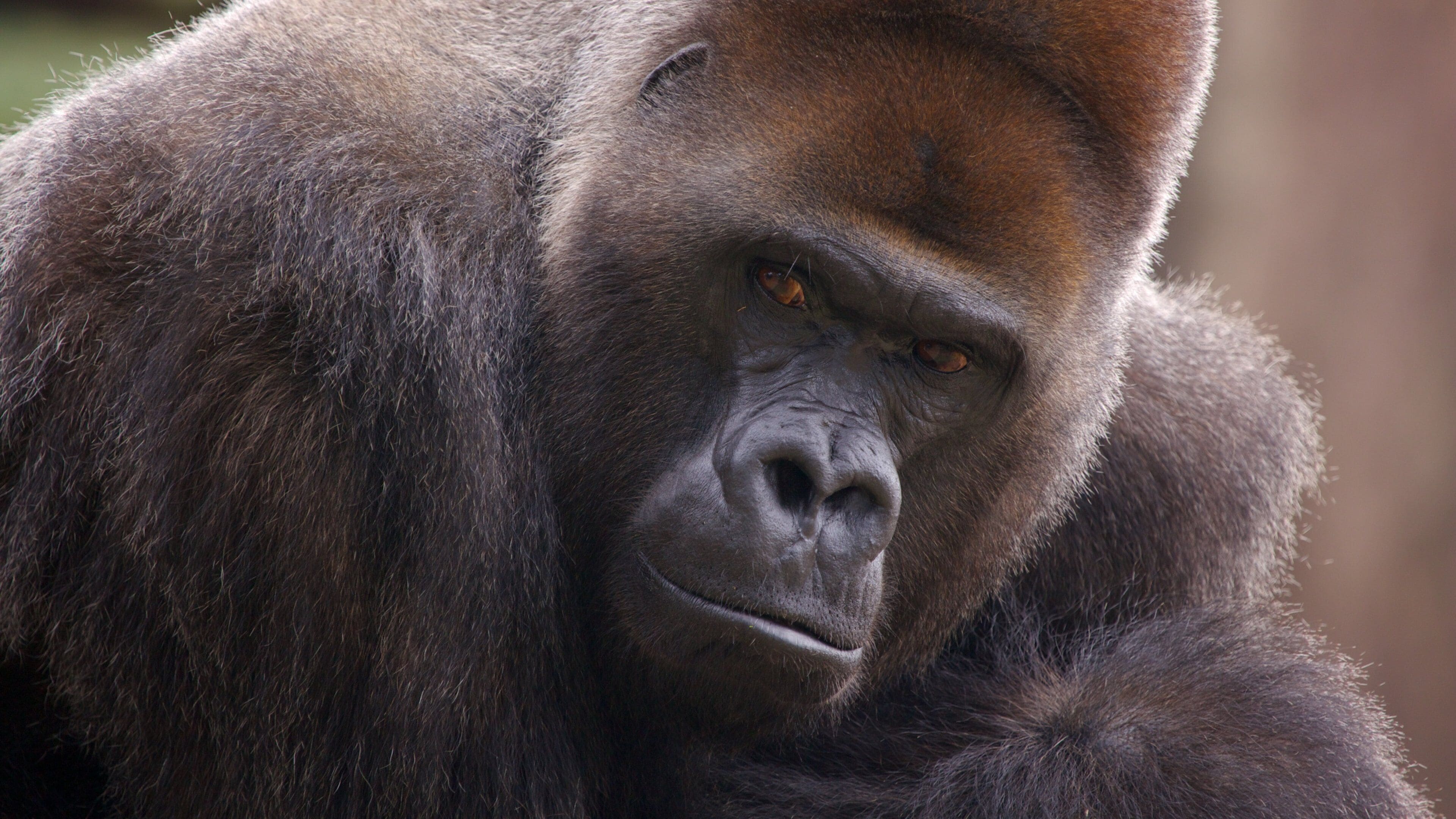 Beautiful gorilla at Audubon Zoo in New Orleans engaging with visitors during sunny day