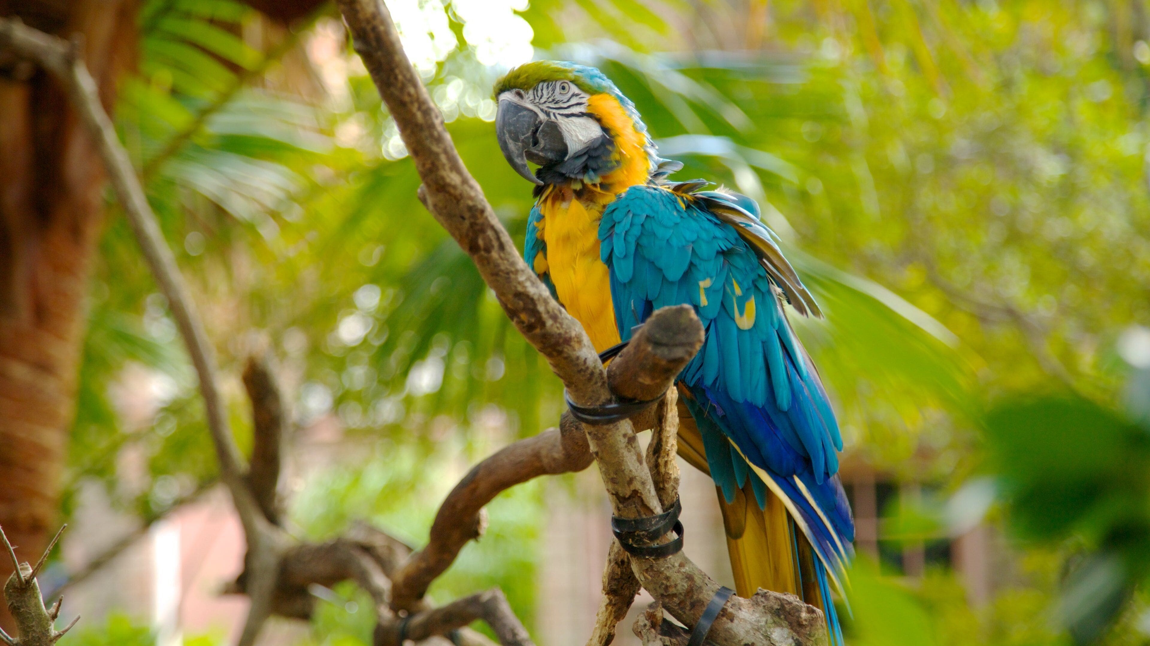 Colorful macaw perched on a branch in Audubon Zoo, New Orleans, Louisiana, under lush greenery
