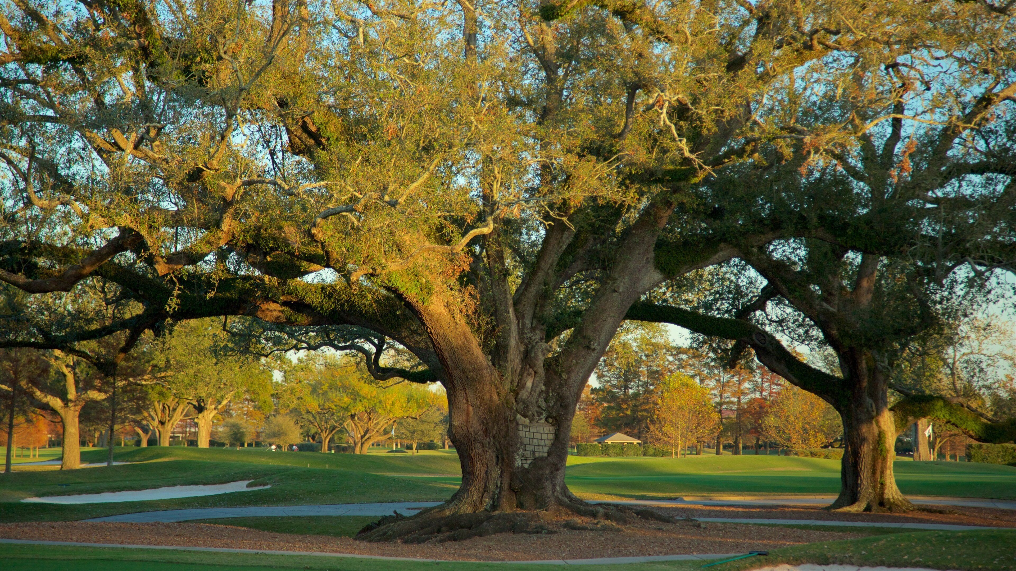 Longue Vue House and Gardens which includes a park
