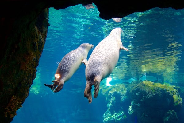 Zwei Robben schwimmen in einem klaren, blauen Aquarium.