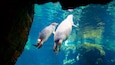 Two seals swimming in a clear blue aquarium.