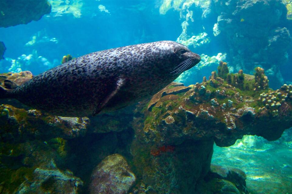 A seal swimming near underwater rocks.