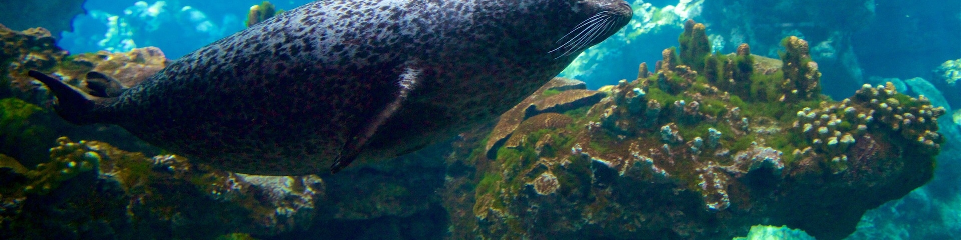 Aquarium of Genoa