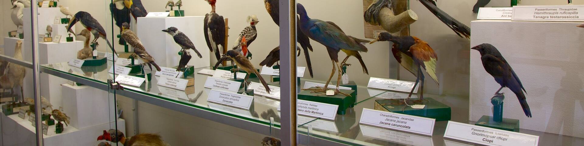 Rocca of Lonato which includes interior views