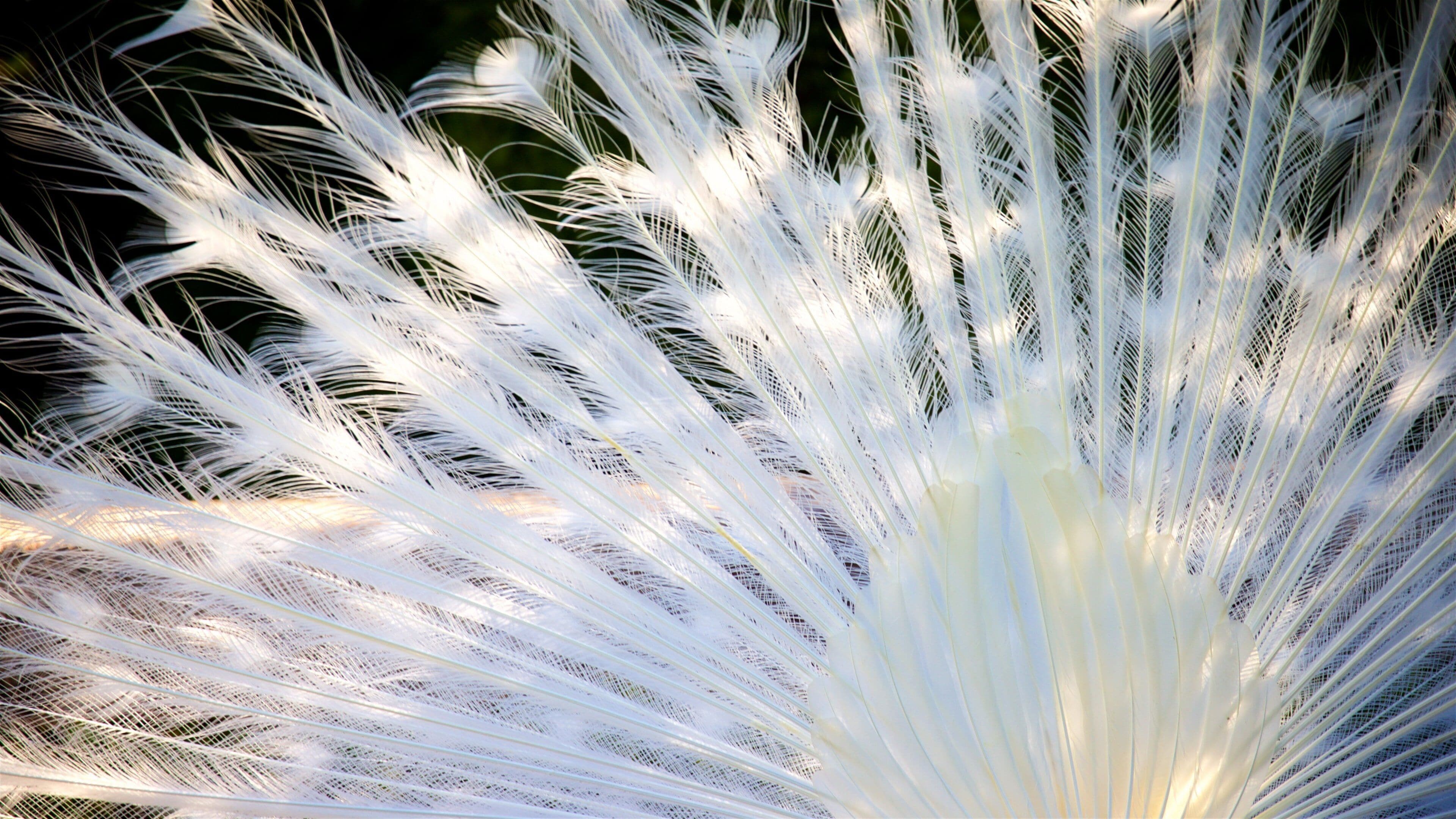 Isola Bella Botanical Garden