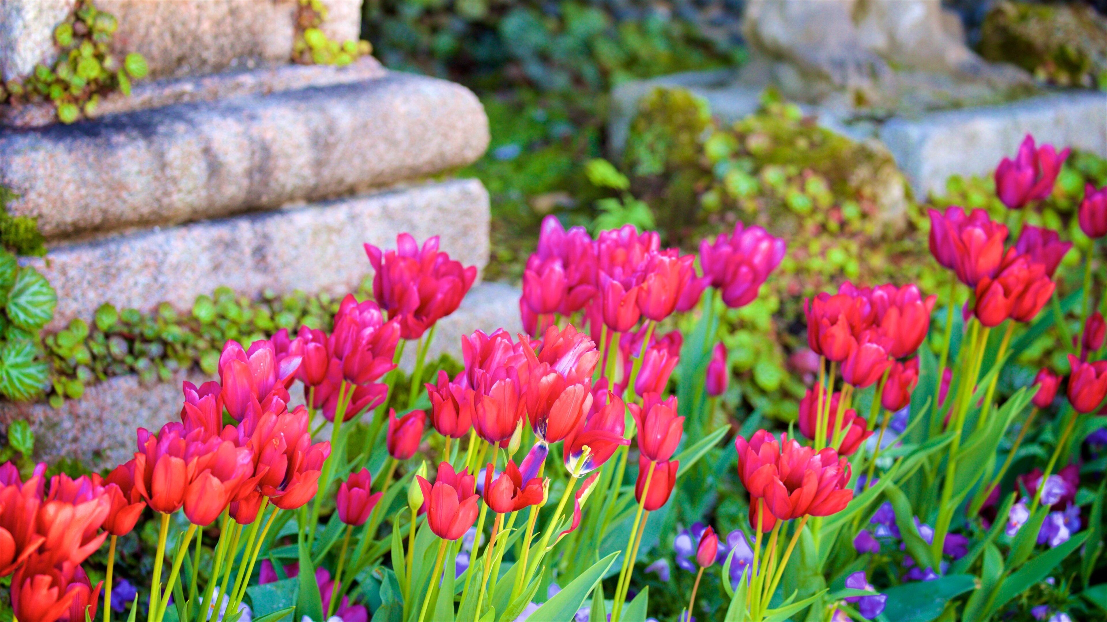 Isola Bella Botanical Garden which includes wildflowers