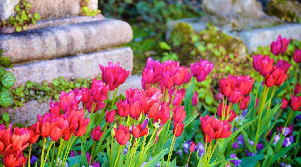 Jardin botanique de l\'Isola Bella montrant fleurs sauvages