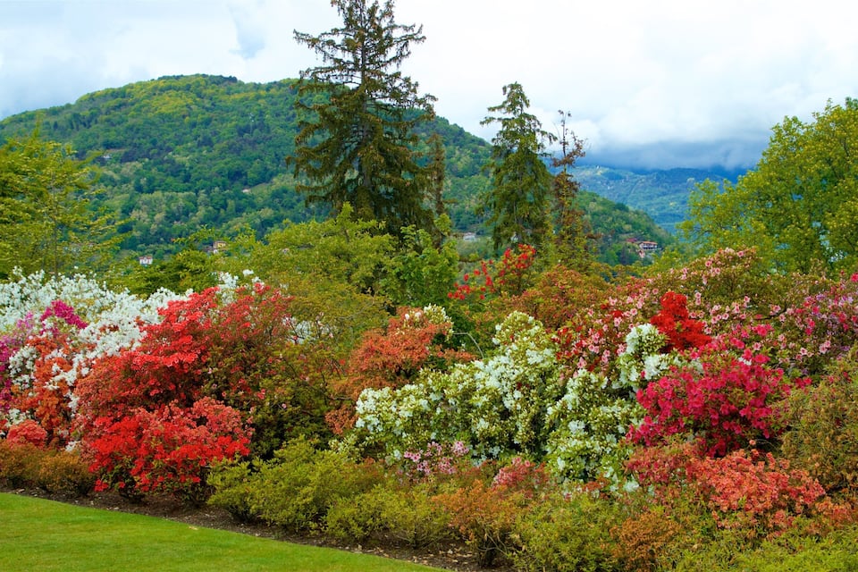 A lush garden with vibrant azaleas in full bloom, surrounded by a mountainous landscape.
