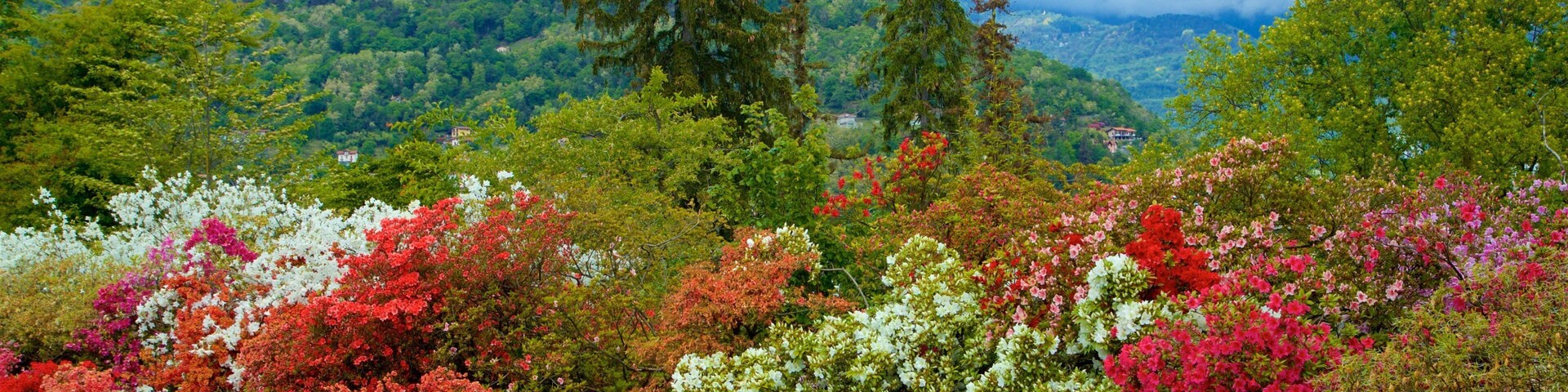 Villa Taranto Botanical Garden featuring wildflowers and a garden