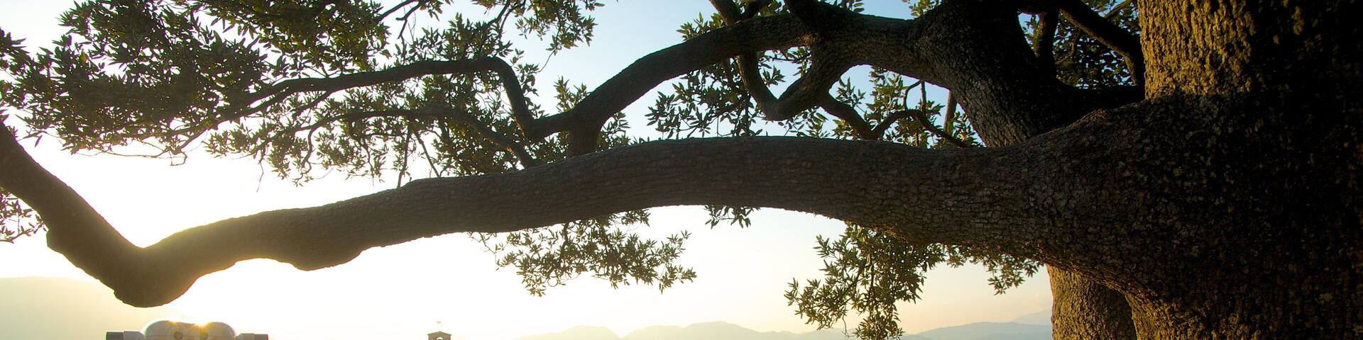 Torre Guinigi que incluye una puesta de sol, una ciudad y vistas