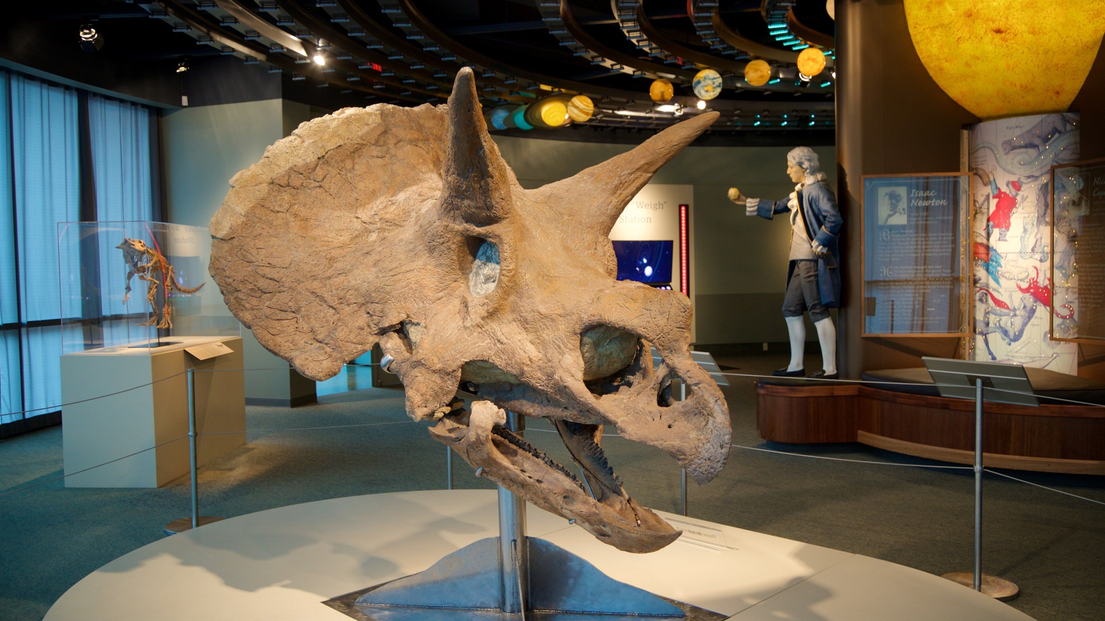 A large dinosaur skull on display in a museum.