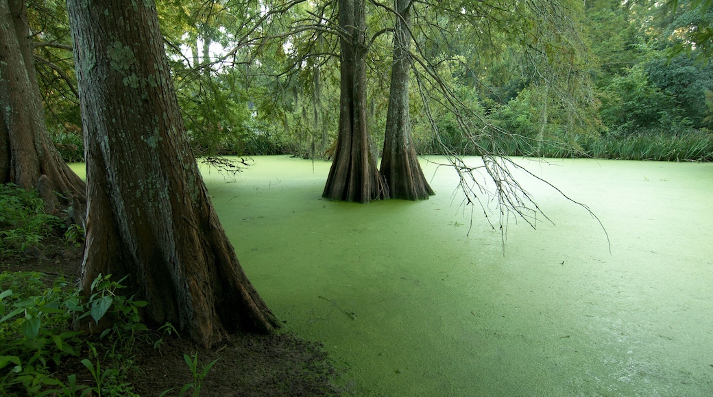 Đồn điền Myrtles