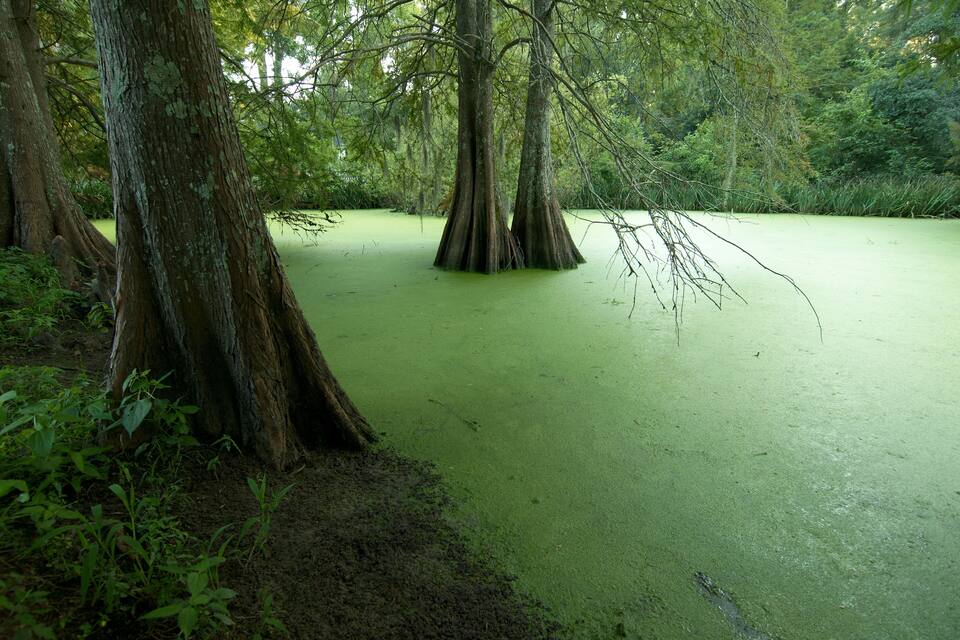 Uma área pantanosa com árvores e água verde.