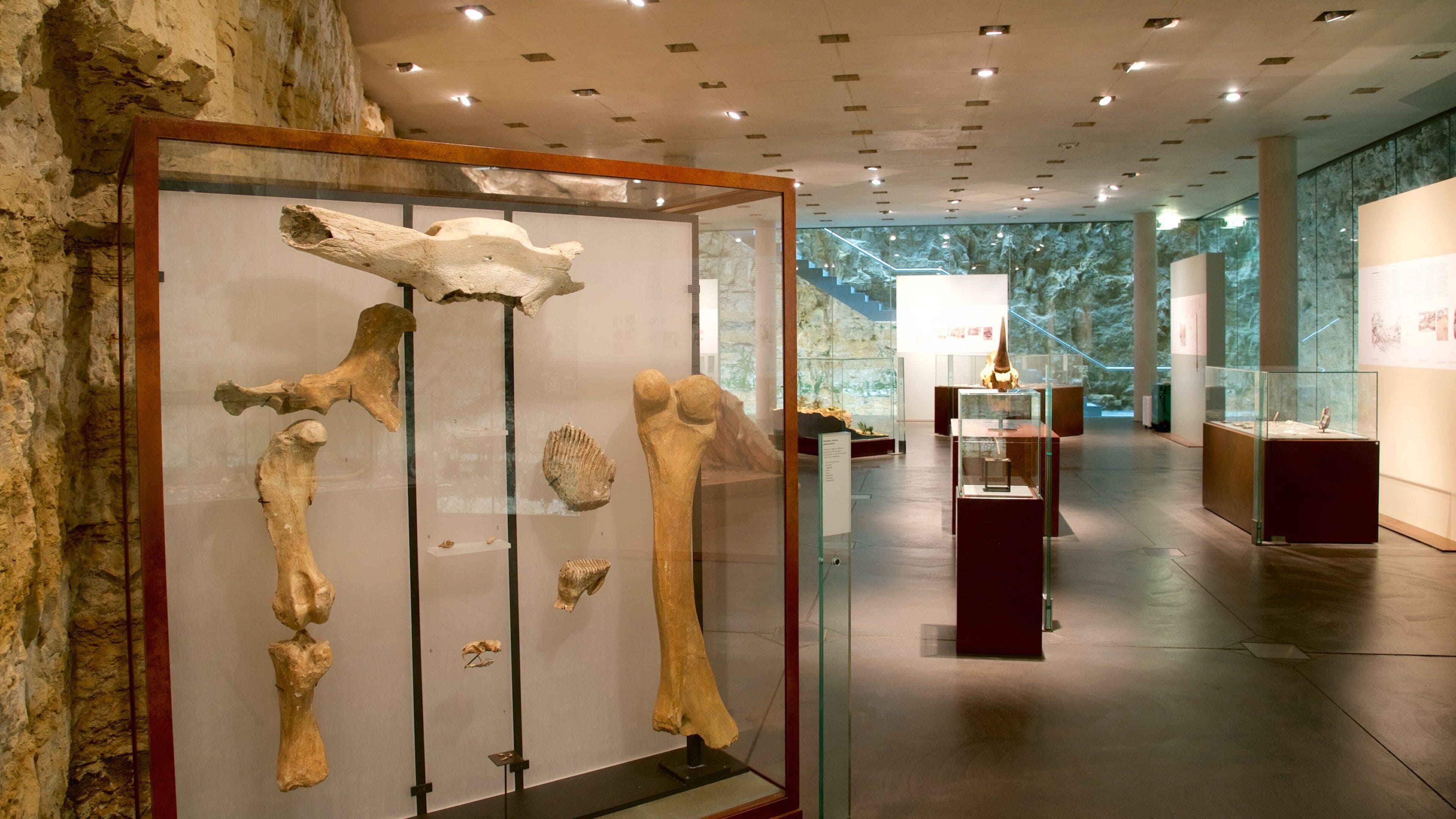 Une exposition muséale présentant de grands fossiles et un intérieur moderne.