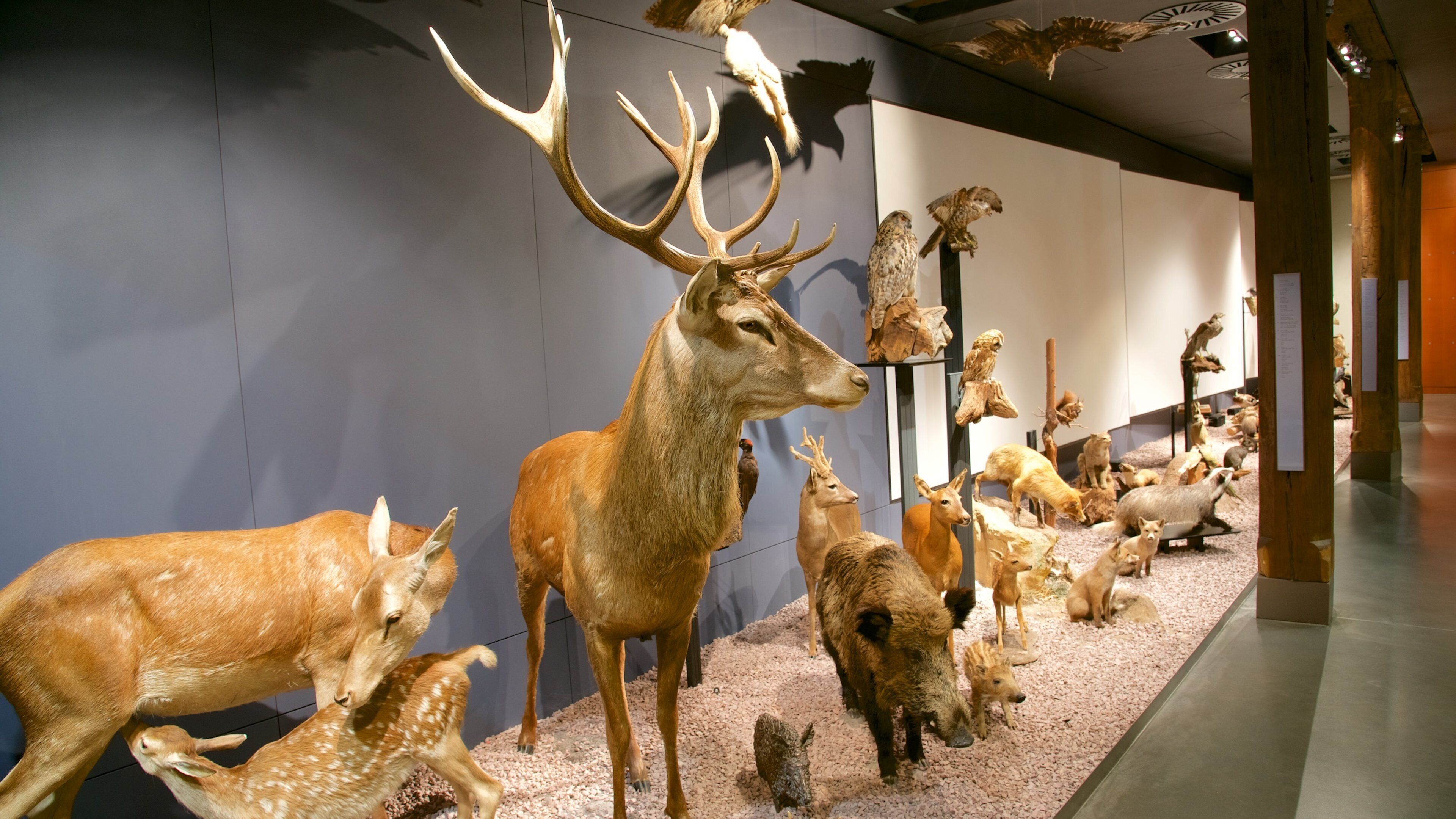Nationalmuseum för Naturhistoria