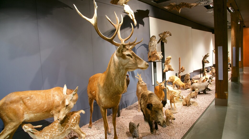 Nationalmuseum för Naturhistoria