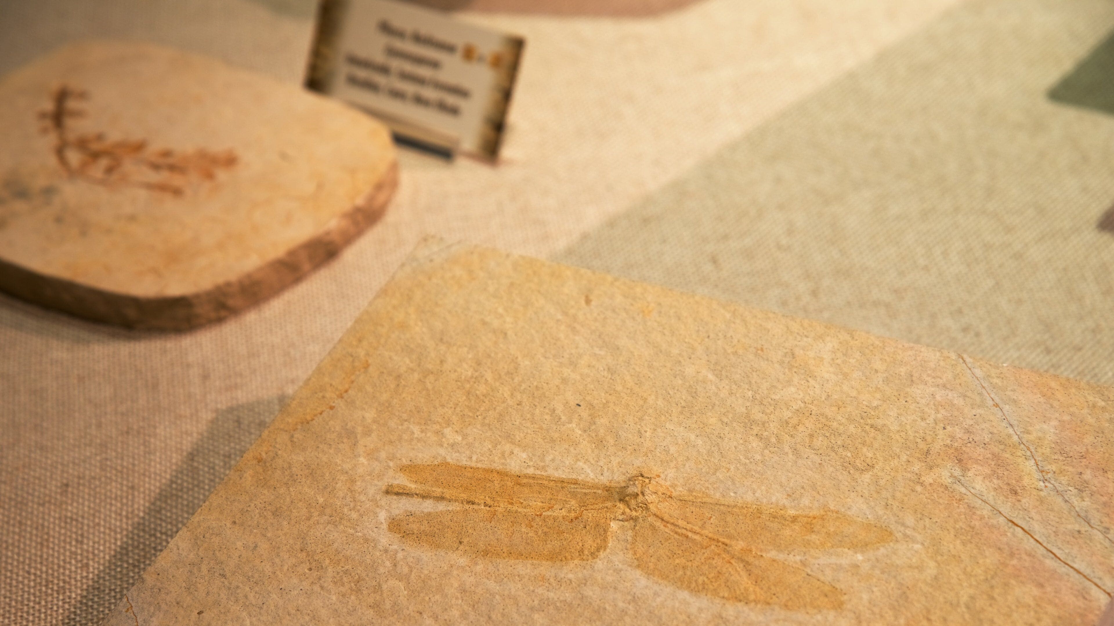 National Museum of Natural History