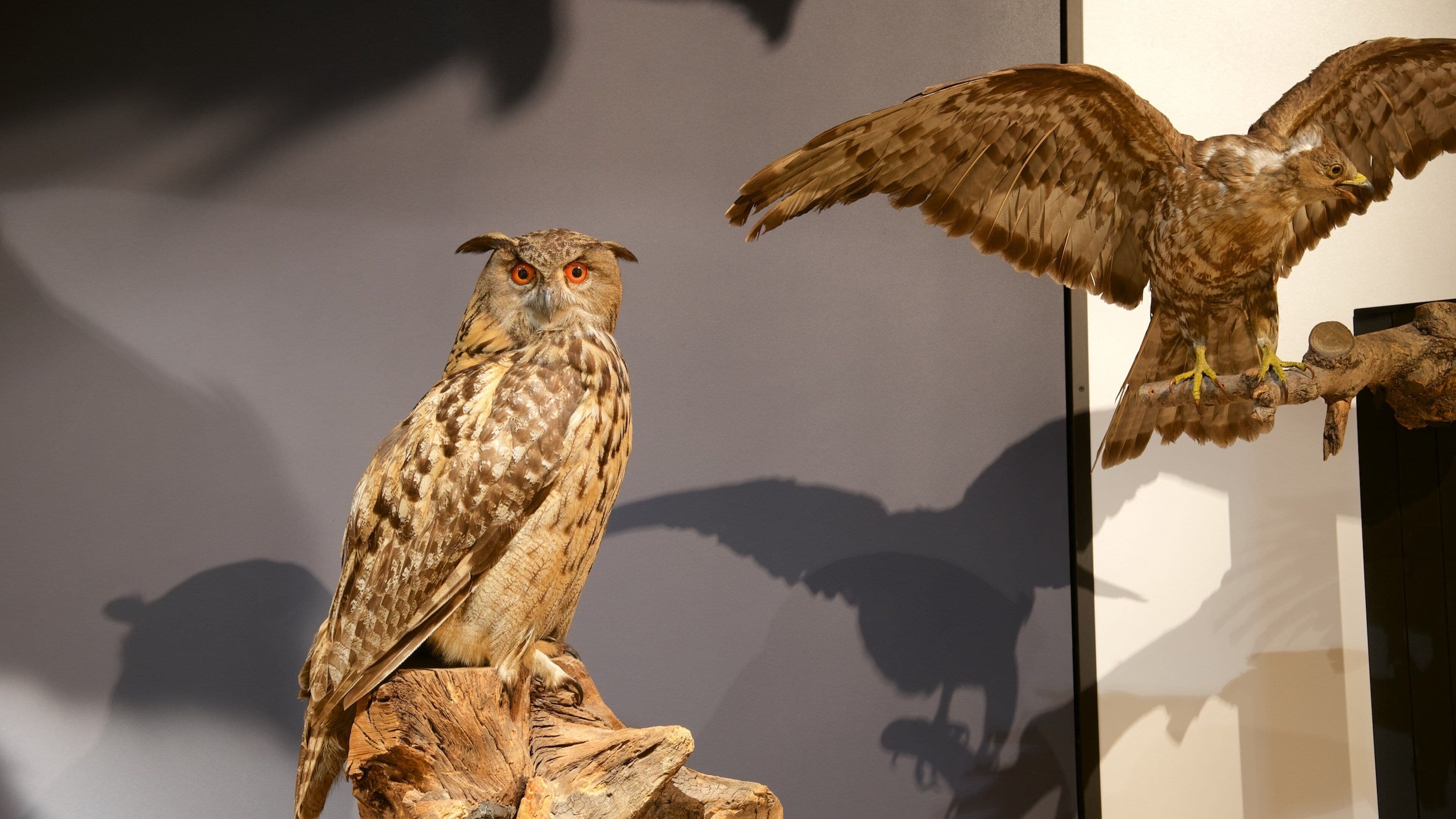 Nasjonalt naturhistorisk museum