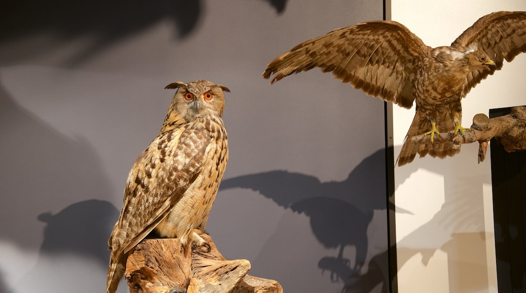 Nasjonalt naturhistorisk museum