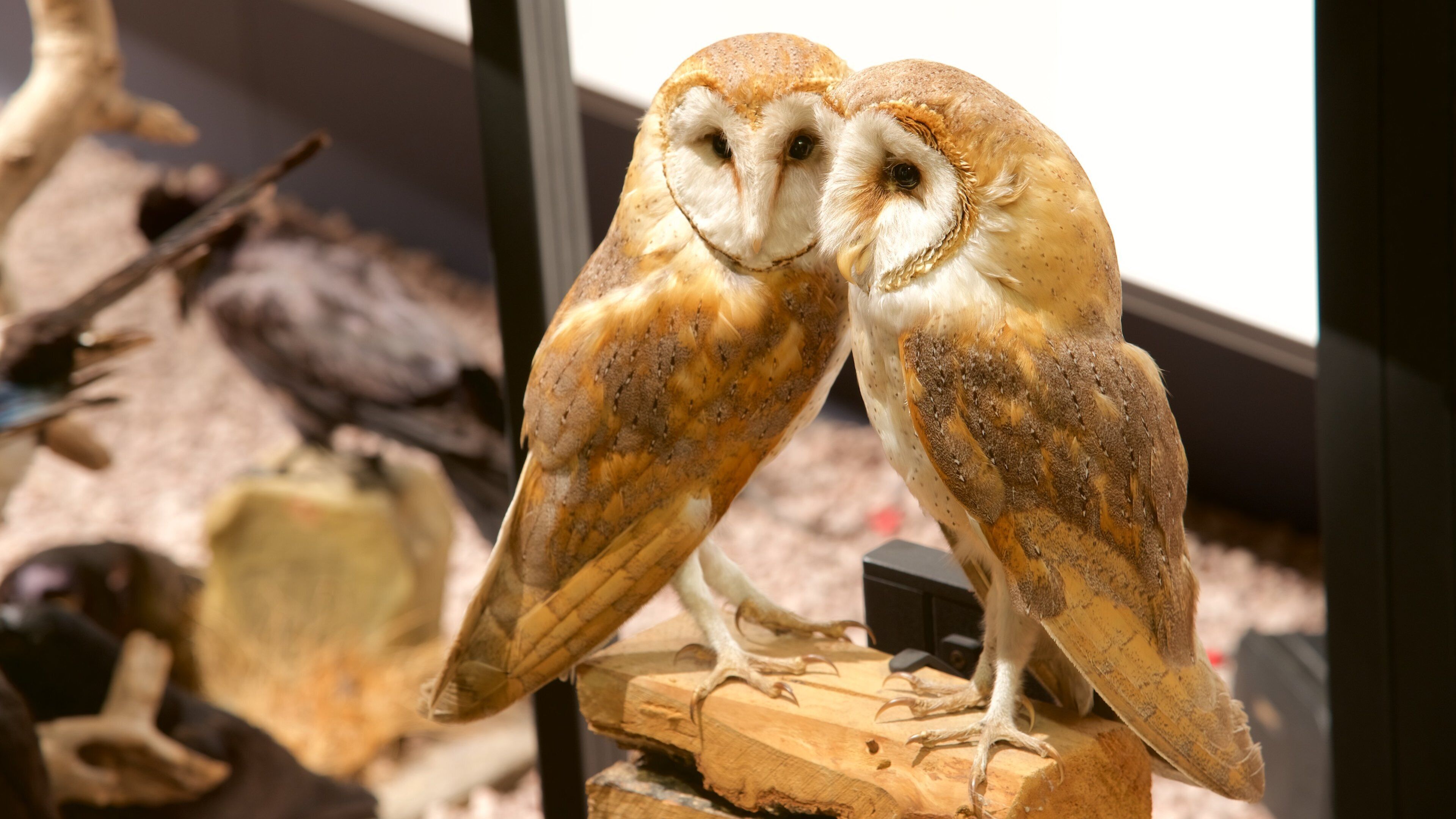 Nationalmuseum för Naturhistoria