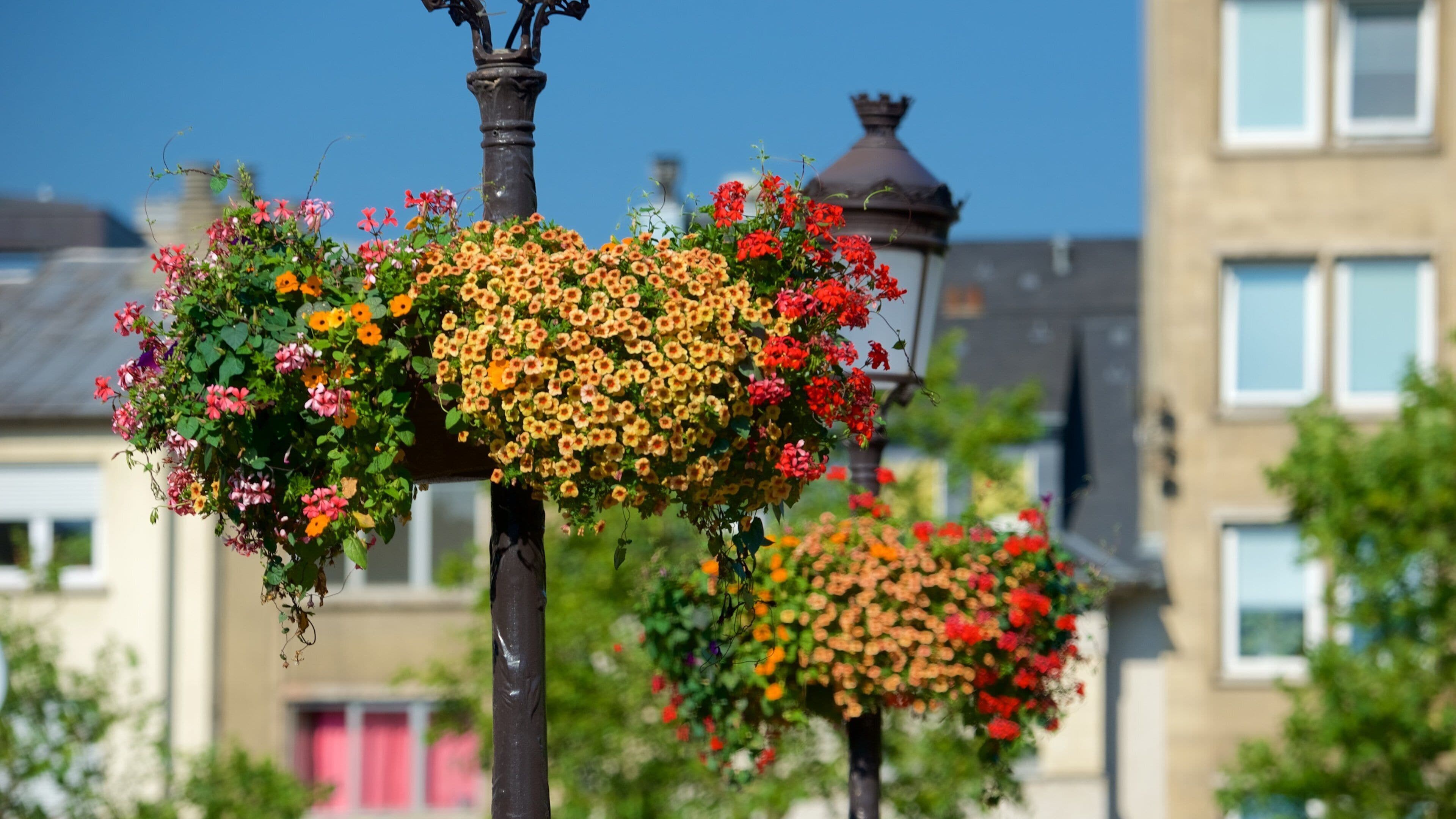 Place Guillaume II which includes flowers