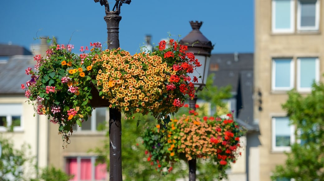 Place Guillaume II which includes flowers