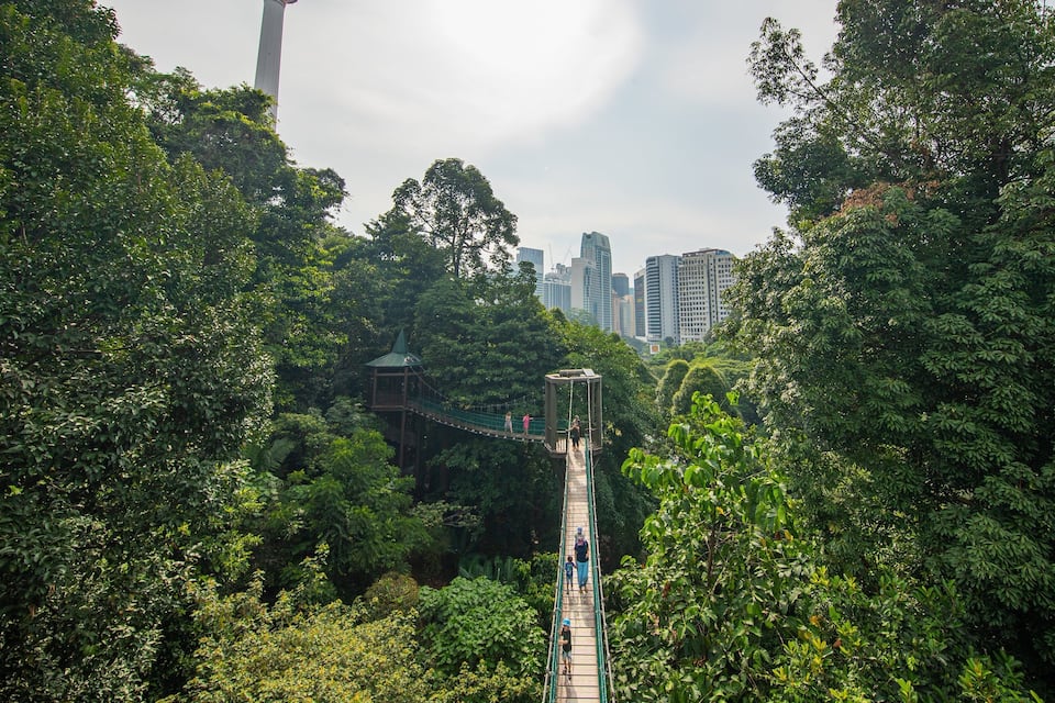 Un puente colgante en un bosque frondoso, con un paisaje urbano al fondo.