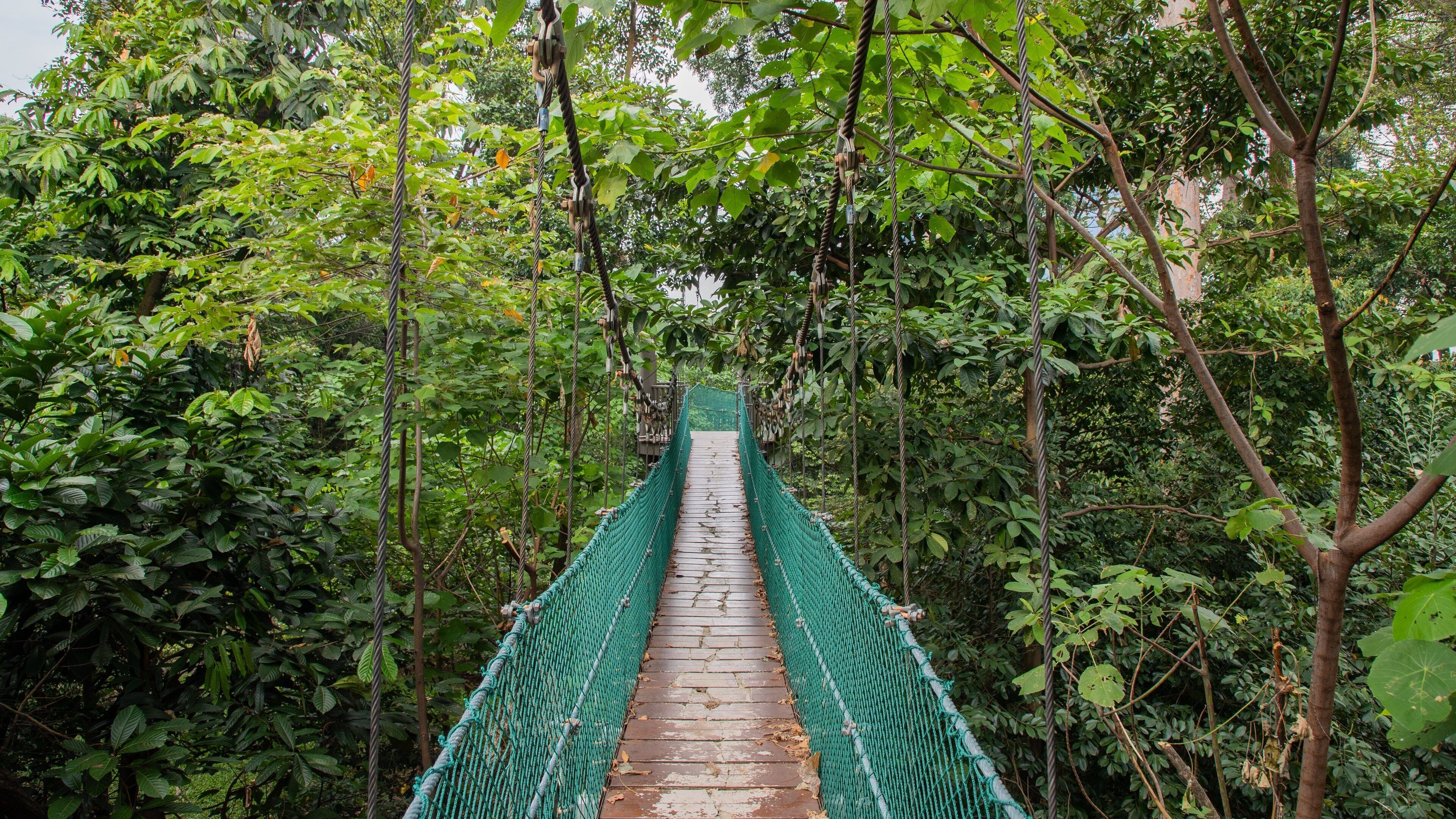 Bukit Nanas Forest Reserve which includes a suspension bridge or treetop walkway and forests