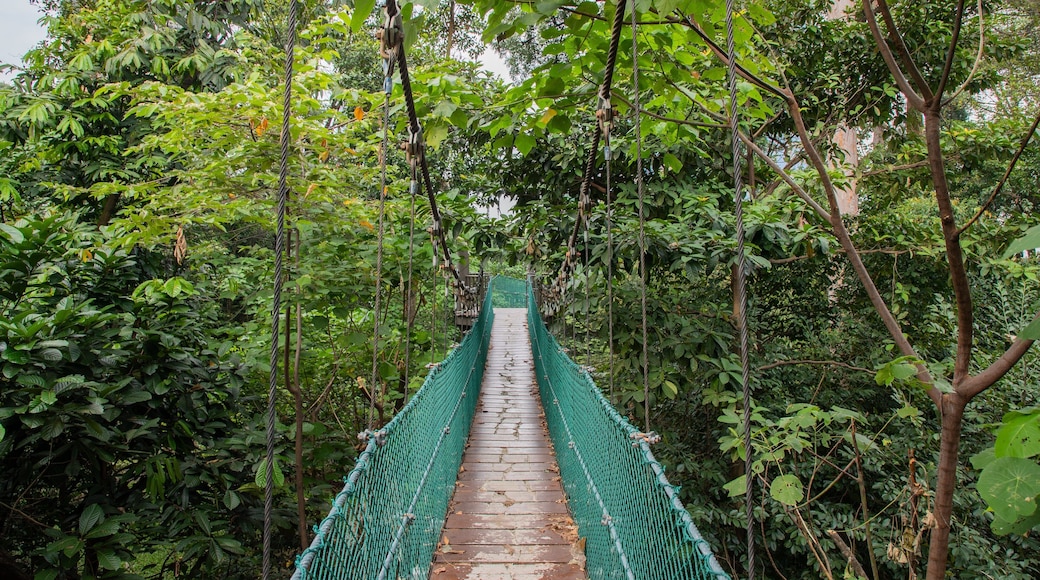 Bukit Nanas Forest Reserve which includes a suspension bridge or treetop walkway and forests