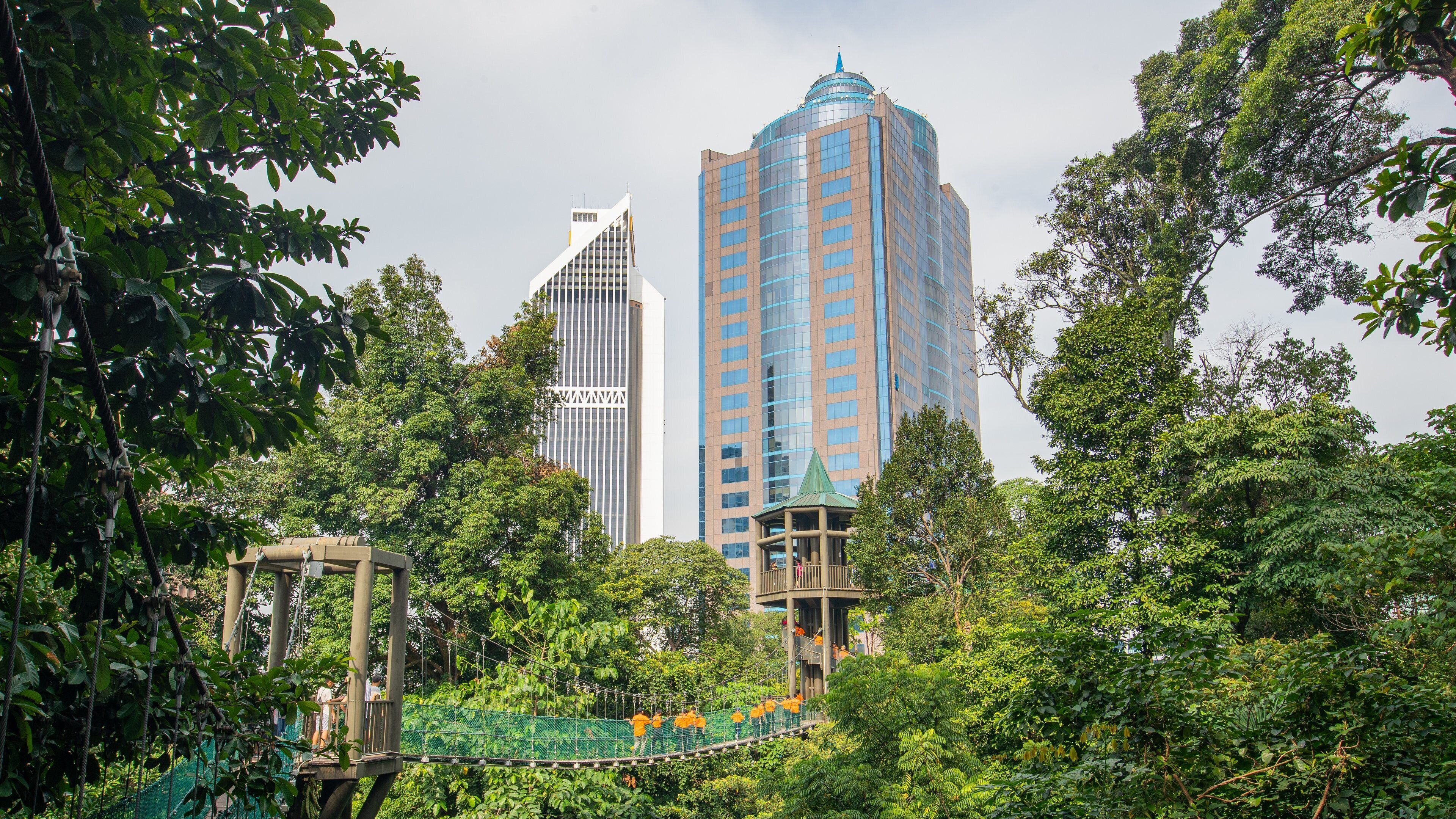 Bukit Nanas Forest Reserve which includes a city and a suspension bridge or treetop walkway