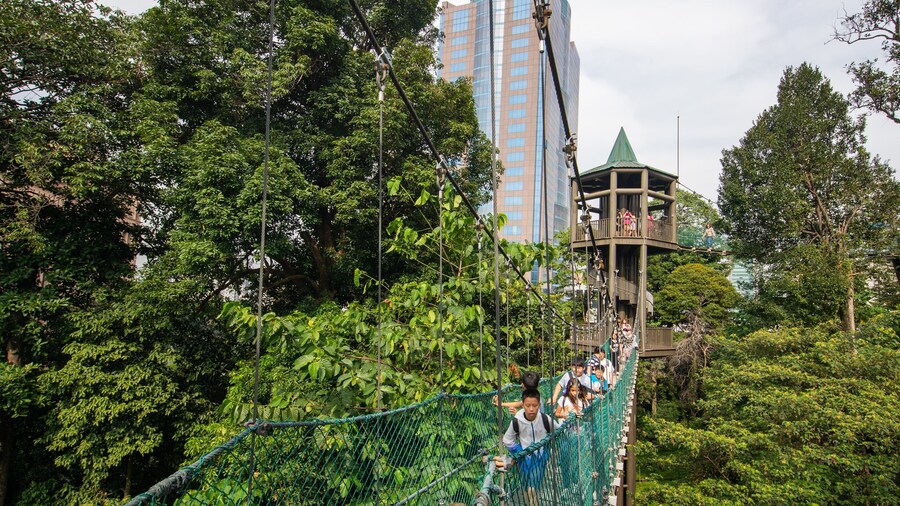 Bukit Nanas Forest Reserve showing a suspension bridge or treetop walkway as well as a small group of people