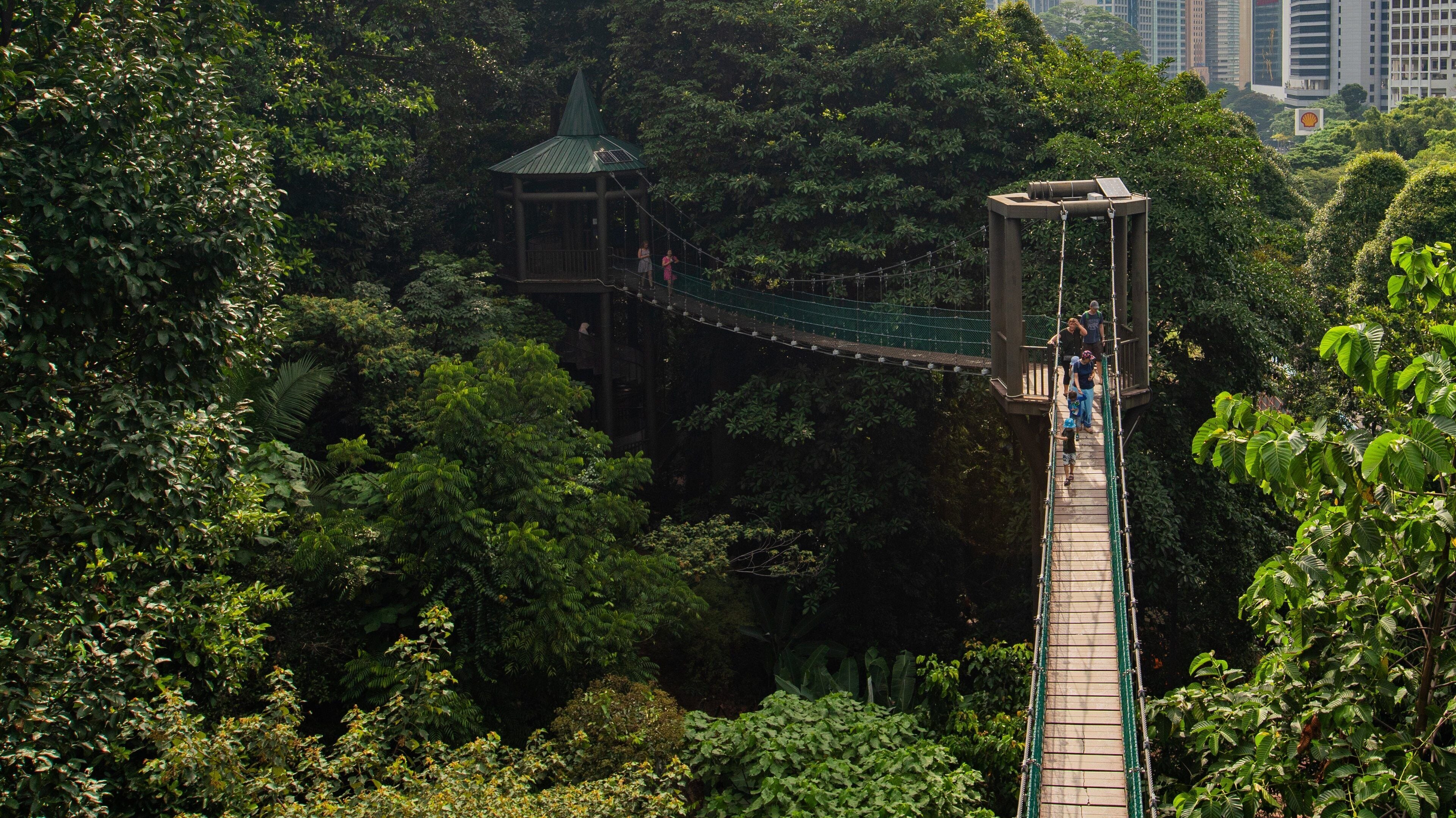 Bukit Nanas Forest Reserve featuring a suspension bridge or treetop walkway as well as a small group of people