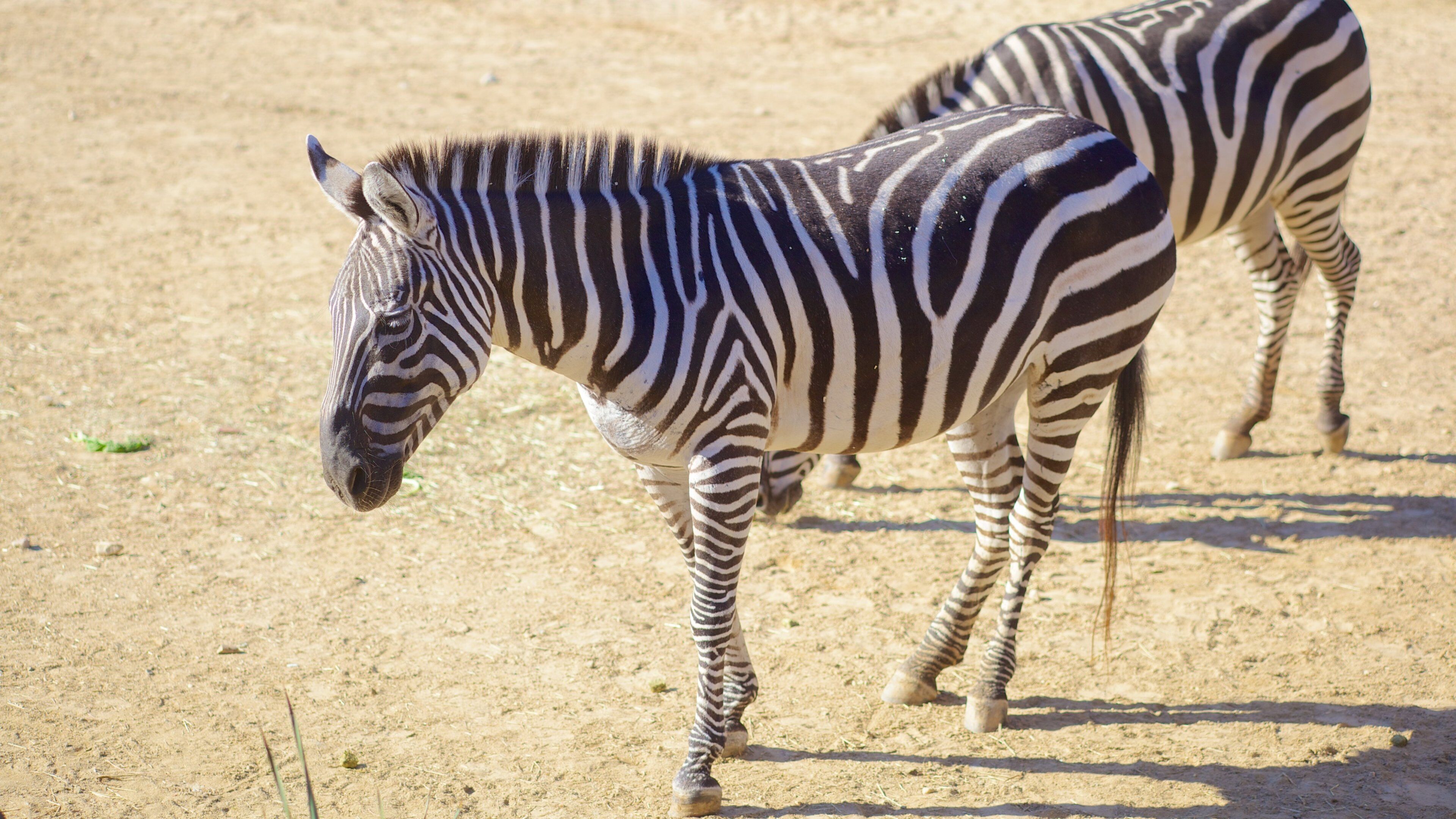 Zebras walking in Maryland Zoo, showcasing their striking black and white stripes on a sunny day