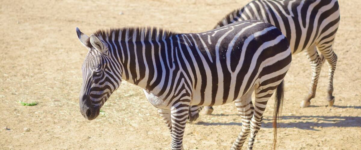 Zebras walking in Maryland Zoo, showcasing their striking black and white stripes on a sunny day