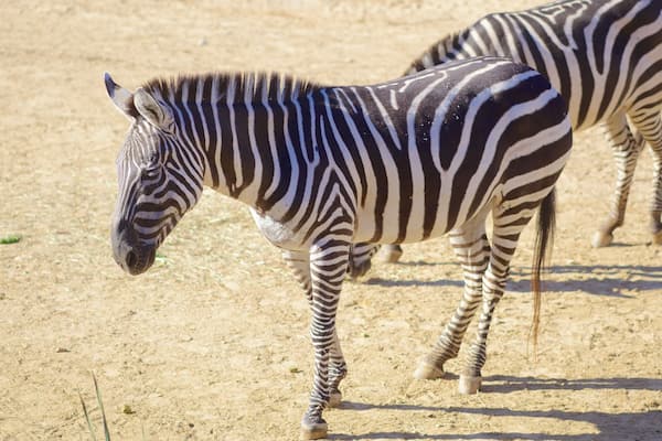 Zebras walking in Maryland Zoo, showcasing their striking black and white stripes on a sunny day