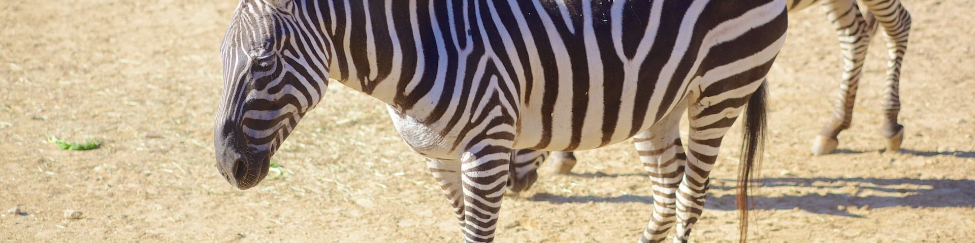 Zebras walking in Maryland Zoo, showcasing their striking black and white stripes on a sunny day