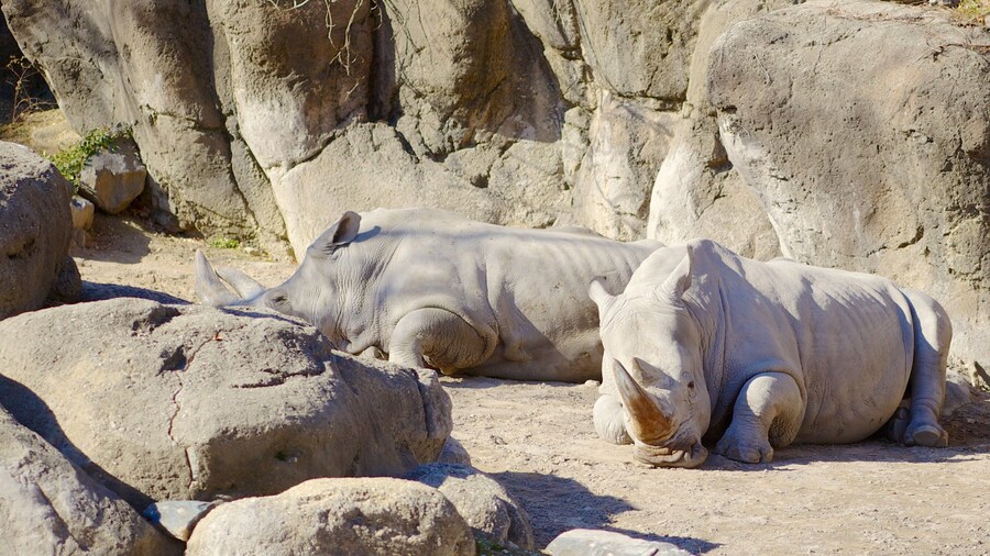 View of resting rhinos at Maryland Zoo in Baltimore showcasing their natural habitat and behavior during a sunny day