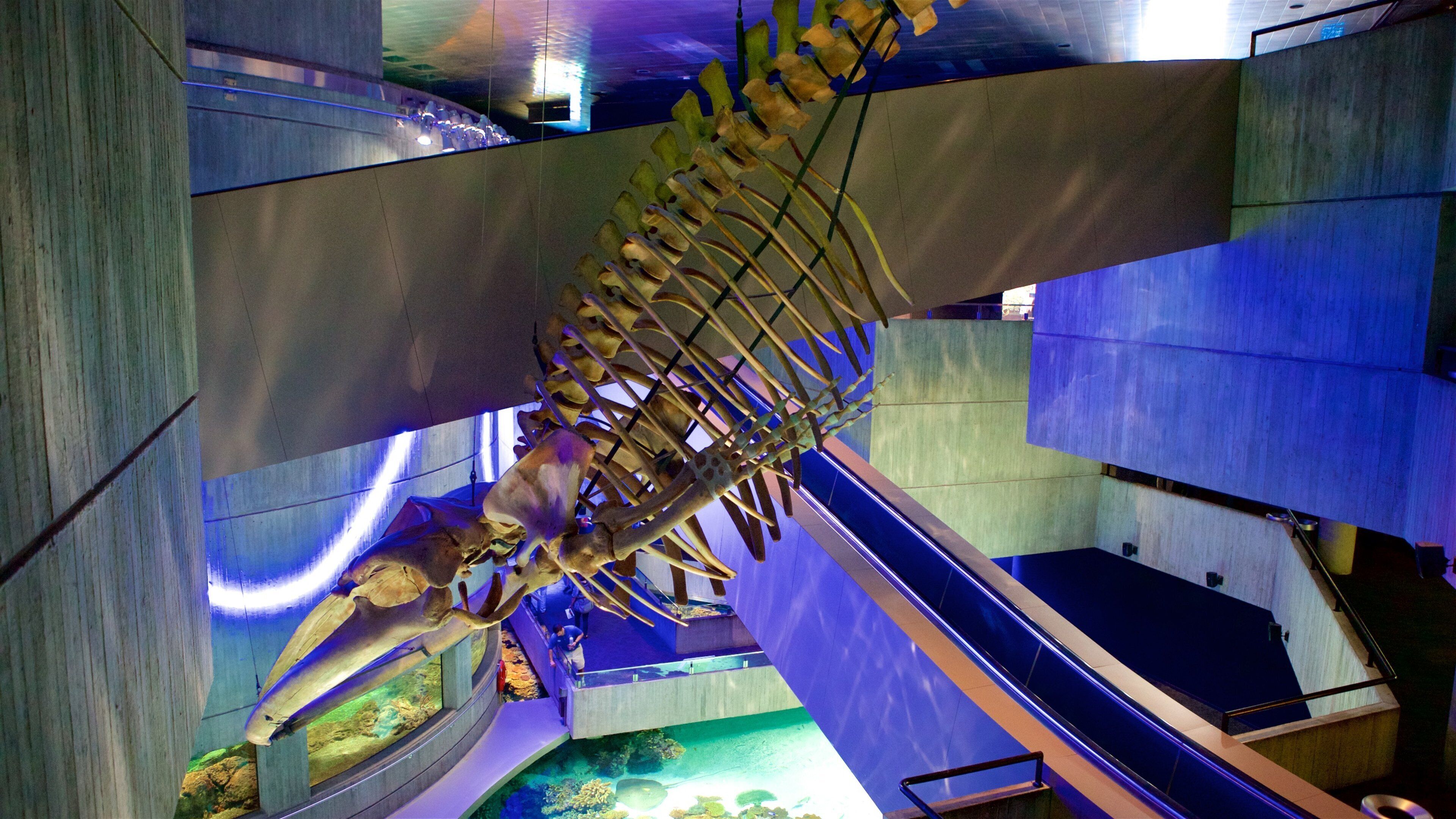 National Aquarium in Baltimore showing marine life and interior views